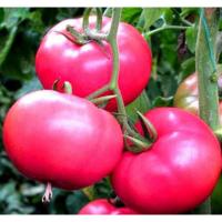 ราคา เมล็ดพันธุ์มะเขือเทศเนื้อสชมพูบรรจุ10เมล็ด ผลใหญ่ (16690032986)