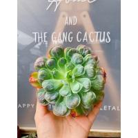 ราคา Succulent RainDrop หุหลาบหิน นำเข้า กุหลาบหินต้นใหญ่ (13824889142)