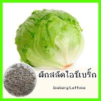 ราคา พร้อมส่ง ❗ รหัส 039 เมล็ดพันธุ์แท้ OP ผักสลัดไอซ์เบิร์ก ผักสลัดแก้ว ใบกรอบ อร่อย รสชาติหวานกรอบ - Iceberg Lettuce (6977388765)