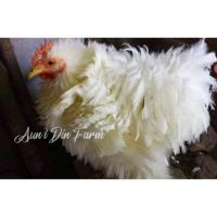 ราคา ไข่เชื้อไก่สายพันธุ์มินิโคชินขนกลับคัดสายพันธุ์พิเศษ(ชุด12ฟอง) (19600524606)