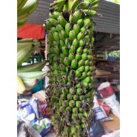 ราคา หน่อกล้วย "ร้อยหวี" ขุดตามออเดอร์ (40363644072)