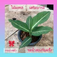 ราคา ไม้มงคล ต้นเสริมบารมี (10835386601)
