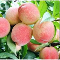 ราคา ( พร้อมส่ง ‼️ ) ต้นพีชหรือต้นลูกท้อ คัดสวย (25404510120)