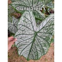 ราคา อิเหนา บอนสี ขายเป็นต้น (12817069545)
