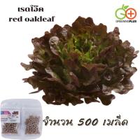 ราคา เรด โอ๊ค red oakleaf (MONDAI) Dutch 500 pills(เคลือบ) (44223196948)