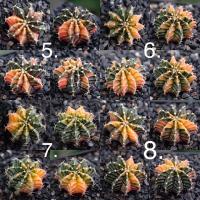 ราคา LB2178 Hybrid ยิมโนด่าง ไม้เพาะเมล็ด ( Gymnocalycium Friedrichii LB2178 seeding ) (7645547188)