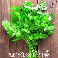 ราคา พาสเลย์ยักกกกษ์ถูกที่สุด10บ.เมล็ดพันธุ์พาสเล่ย์ยักษ์อิตาลี20 เมล็ดปลูกง่ายโตไวพุ่มใหญ่กลิ่นหอม (11653512748)