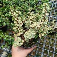 ราคา ต้นสายรุ้ง #สายรุ้งเขียว #สายรุ้งด่าง (5531911940)