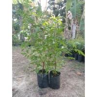 ราคา ต้นมะตูมซาอุหรือมะตูมแขกไซส์ใหญ่ (15150047540)