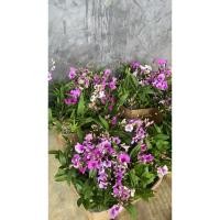 ราคา กล้วยไม้หวายแคระ 50 ต้น 100 ต้น กระถางนิ้ว คละลาย สีขาวม่วง (24088773918)