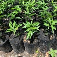 ราคา ต้นผักหวานป่า(เพาะเมล็ด) (7238999813)