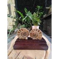 ราคา Sold Clearance: เปลือกฟอสซิลคู่แอมโมไนต์ พร้อมฐานไม้ แบบกําหนดเอง (20080246432)