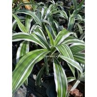 ราคา ต้นพลับพลึงด่าง สายพันธุ์ใบด่าง มีดอกสีขาวมีกลิ่นหอม (44127621234)