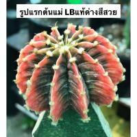 ราคา แคคตัส Cactus LB2178 แท้ Gymnocalycium mihanovichii LB2178 ‘Agua Dulce’ (32) (9614134898)