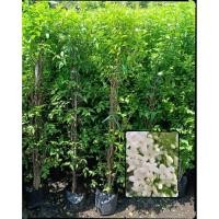 ราคา ต้นโมกพวง ไม้มงคลดอกขาวมีกลิ่นหอม ไม้แนวรั้ว * สูง1.2เมตร* (54056653009)