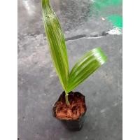 ราคา หมากด่าง หมากนวลด่าง ต้นกล้าจำนวน2ตัน รับประกันด่างทุกต้น (9782222648)