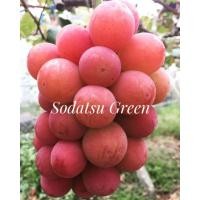 ราคา กิ่งองุ่นเสียบยอดองุ่นญี่ปุ่น ลูกใหญ่สายพันธุ์ ชินาโน๊ะ ผลแดง หวาน ราคาสูง (22879560333)