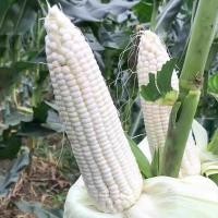 ราคา 10 เมล็ด เมล็ดพันธุ์ ข้าวโพด สีขาว เมล็ดข้าวโพดข้าวเหนียว White Corn Seeds เมล็ดข้าวโพดขาว ปลูกง่าย (41825935334)