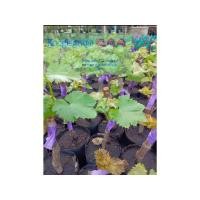 ราคา กิ่งองุ่นพันธุ์ บิวตี้ซีดเลส ลูกกลมดำ รสเปรี้ยวหวานไร้เมล็ด (22478507228)