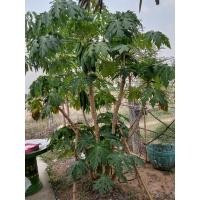 ราคา มะละกอพันธุ์แก้วกลางดง (12482637062)