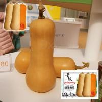 ราคา เมล็ดบัตเตอร์นัท Butternut Squash 10เมล็ด เมล็ดฟักทองบัตเตอร์นัท (9553561155)