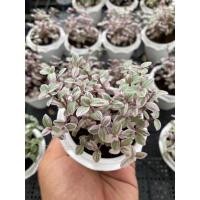 ราคา ต้นริบบิ้นชาลีสีชมพู (11522619260)