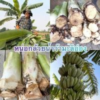 ราคา หน่อกล้วยน้ำว้ามะลิอ่อง หน่อสวยๆจากสวนภาคินทร์ (22642943086)