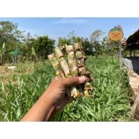 ราคา หญ้าหวานอิสราเอล 1ชุด 100ท่อน (23850844655)