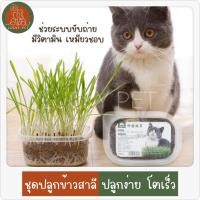 ราคา ชุดปลูกต้นอ่อนข้าวสาลี ต้นอ่อนข้าวสาลี ชุดปลูกข้าวสาลี ข้าวสาลีแมว หญ้าแมว (21244712756)