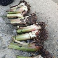 ราคา หน่อกล้วยน้ำว่าบ้านหน่อกล้วยน้ำว้าสุรินทร์ (23688448450)