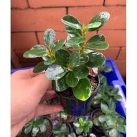 ราคา ช้อนเงินช้อนทอง ไม้มงคล (22935623012)