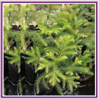 ราคา * ส่งด่วน * สนฉัตร ต้นสนฉัตร ไม้มงคล กล้าสนฉัตร สนฉัตรถุง ต้นกล้าสนฉัตร (Norfolk island pines) (43108816813)