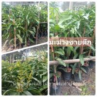 ราคา #ต้นมะม่วงมันขายตึก หรือแขกขายตึกต้นทาบสวยๆจ้า (7152023525)