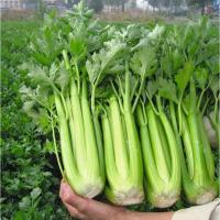 ราคา เมล็ดพันธุ์ คื่นฉ่ายฝรั่ง บรรจุ 600เมล็ด Tall Utah Celery Seeds Vegetable Seeds เมล็ดคื่นฉ่าย คื่นฉ่ายยักษ์ เซเลอรี่ (28330283476)
