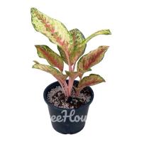ราคา 10 กะรัต อโกลนีมา 10 กะรัต (Aglaonema sp. sibkarat) กระถาง 6 นิ้ว (19001241310)