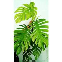 ราคา มอนสเตอร่า (ขายกิ่ง) มอนสเตอร่าป่า หรือพลูแฉก ไม้เลื้อย (9968654800)