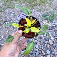 ราคา ฟิโลเดนดรอน ซานาดูแคระด่าง Philodendron Xanadu. (ได้ต้นตรงปก) (22845396816)
