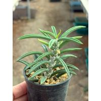 ราคา ยูโฟเบีย ไดโนเสาร์ใบยาว (Euphorbia cylindrifolia ssp. tuberifera ) ในกระถาง 2 นิ้วส่งทั้งกระถาง (21894110531)