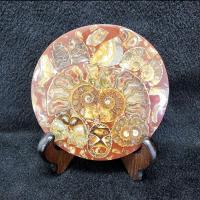 ราคา ฟอสซิลหอย แอมโมไนท์ แอมโมไนต์ ฟอสซิล(Ammonite)พร้อมขาตั้งไม้ (20713919260)