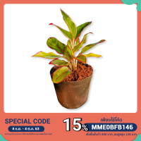 ราคา ต้นมั่งมี ต้นไม้ฟอกอากาศ (5350409747)