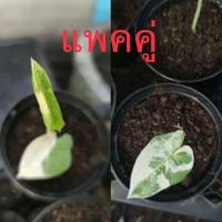 ราคา บอนกระดาดด่างขาว 100% (13218912665)