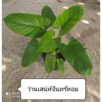 ราคา ว่านเสน่ห์จันทร์หอม (เสริมเสน่ห์เมตตามหานิยม ค้าขายร่ำรวย)ขายแบบตัดใบส่ง (12969281583)