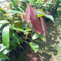 ราคา ต้นมะม่วงเบา มะม่วงเบาใต้ ม่วงเปรี้ยว จัดส่ง2ต้นขึ้นไปนะครับ (7612915421)