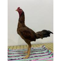 ราคา ไข่เชื้อไก่ชน พม่าเดินทำ ช.ชุติมา (4287183682)