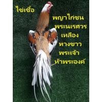 ราคา ไข่เชื้อไก่เหลืองหางขาว ไก่เหลืองหางขาวพระเจ้าห้าพระองค์ ไก่ชนพระนเรศวร ไก่มงคล (53156503445)