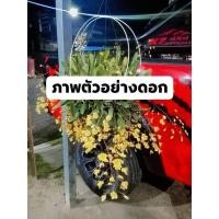 ราคา กล้วยไม้เอื้องผึ้งขายเป็นชุด (28479279442)