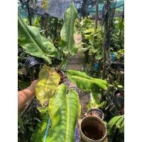 ราคา philodendron orange marmalade ฟิโลแยมส้ม (24471243933)