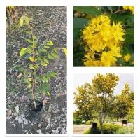 ราคา ต้นรวงผึ้ง ไม้มงคล ไม้ประจำพระองค์รัชกาลที่10 (40-60cm) (56906194378)