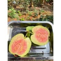 ราคา ฝรั่งไส้แดง หงเป่าสือ ตัดสดจากสวน 1 กิโล (25708666893)