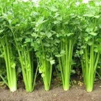 ราคา Celery Seeds 1500 เมล็ด คึ่นฉ่าย พันธุ์ต้นใหญ่ เมล็ดพันธุ์นอก Celery Seeds เมล็ดผัก high yield (41278012041)